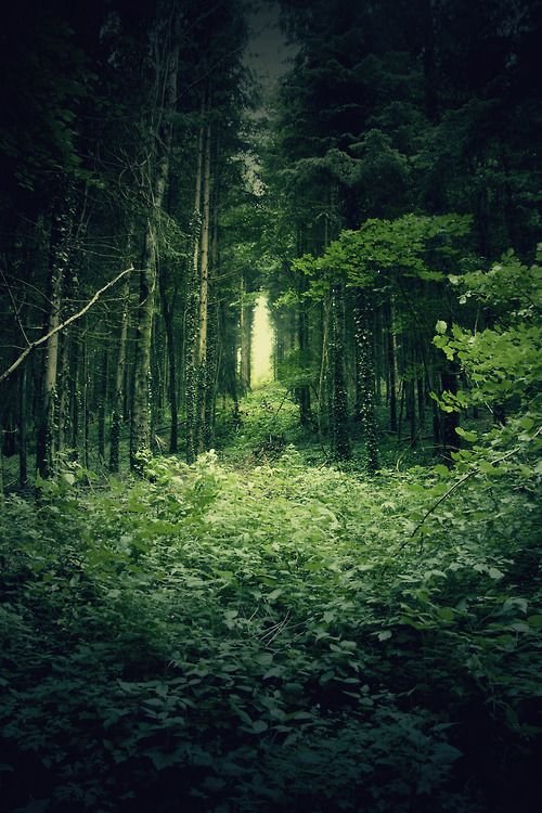 Красивые леса