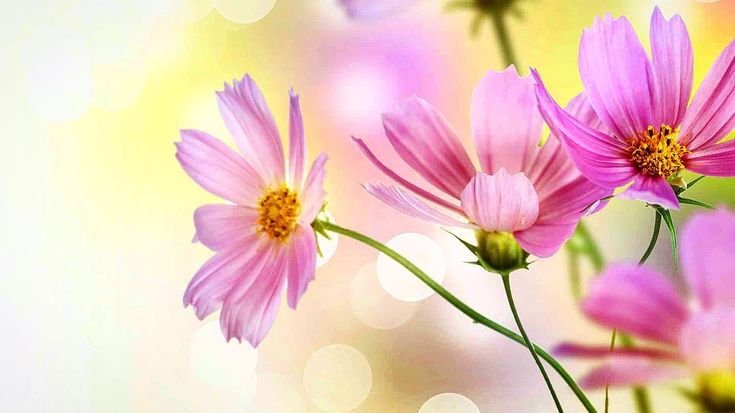 Космея розовая