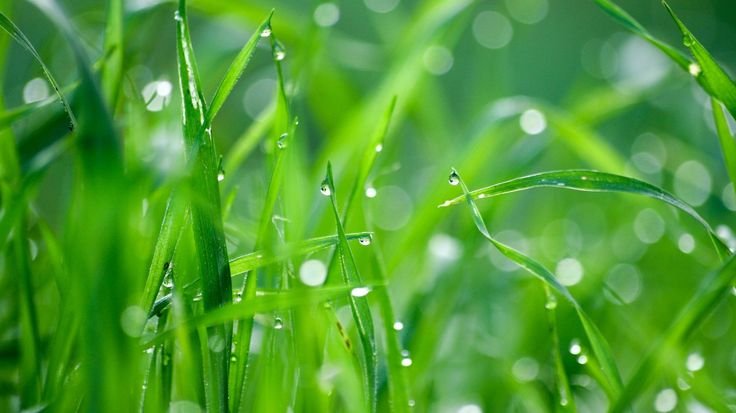 Зеленая трава с росой