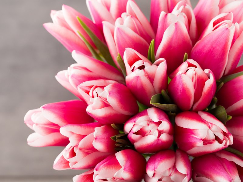 Цветы тюльпаны розовые