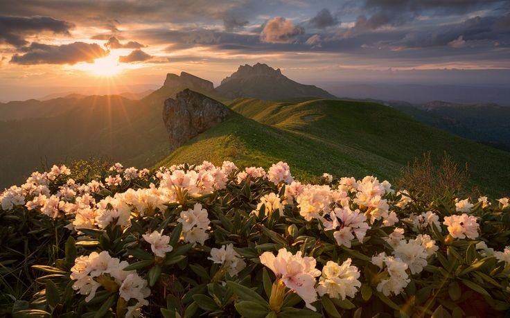 Тхач рододендроны