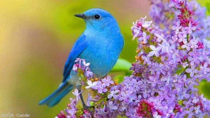 Весна цветы птицы