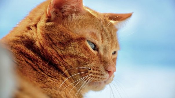 Рыжая кошка