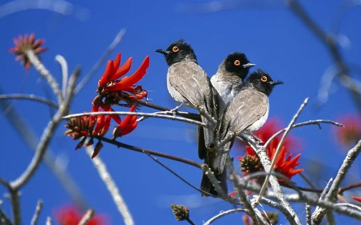 Весна птицы