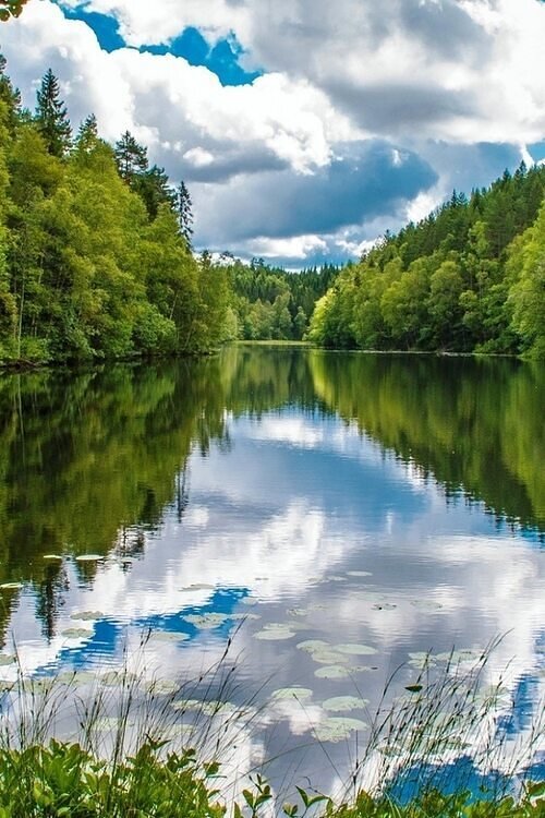 Природа лес река