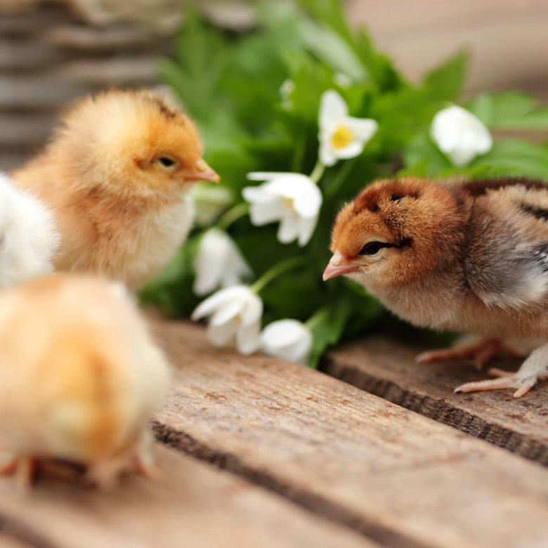 Красивые цыплята