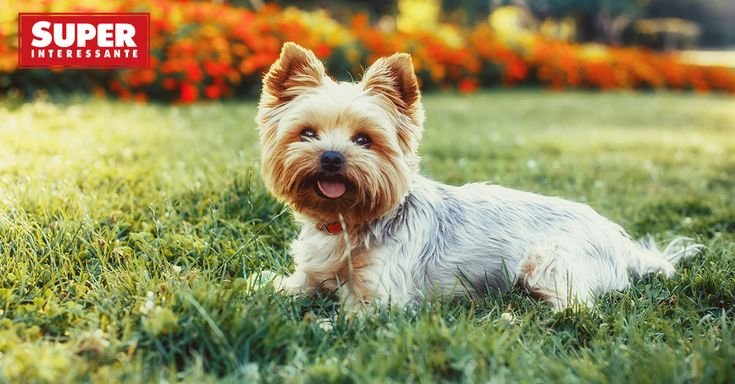 Вест хайленд Йоркширский терьер