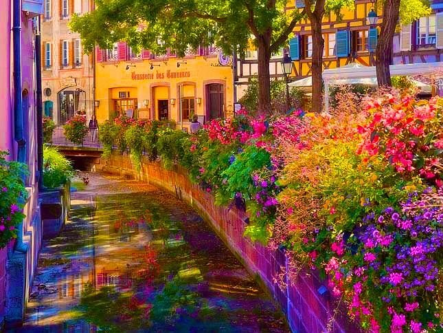 Франции провинция Прованс цветочки