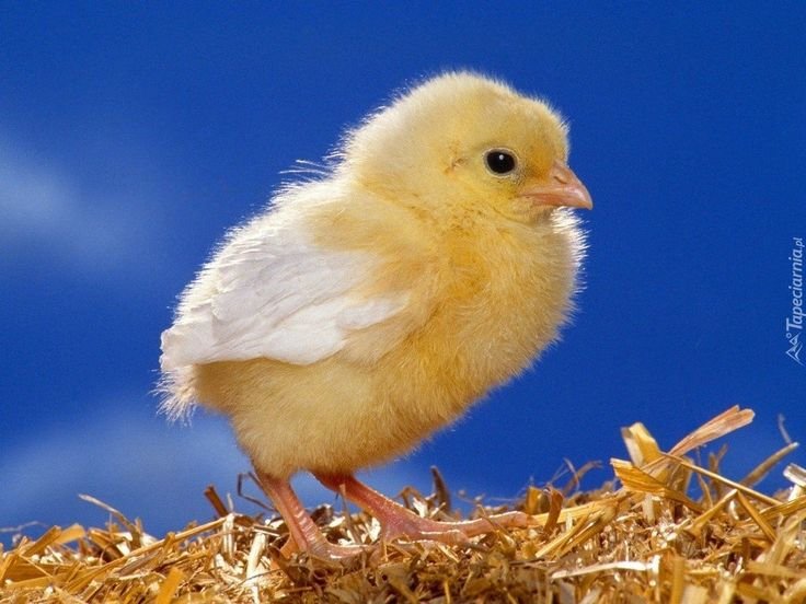 Желтенький цыпленок
