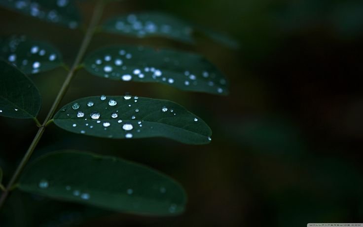 Темно зеленые листья