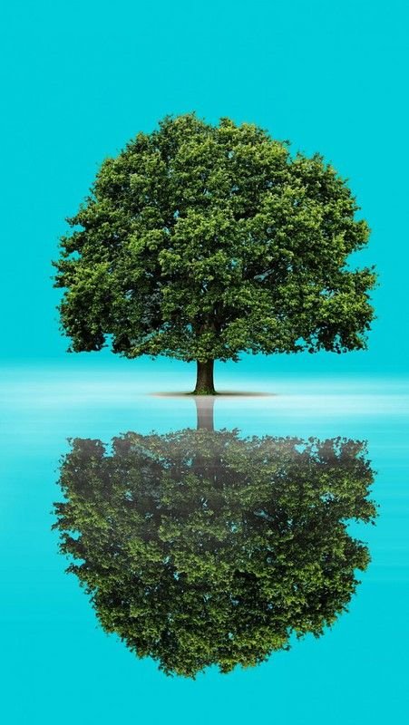 Заставка дерево