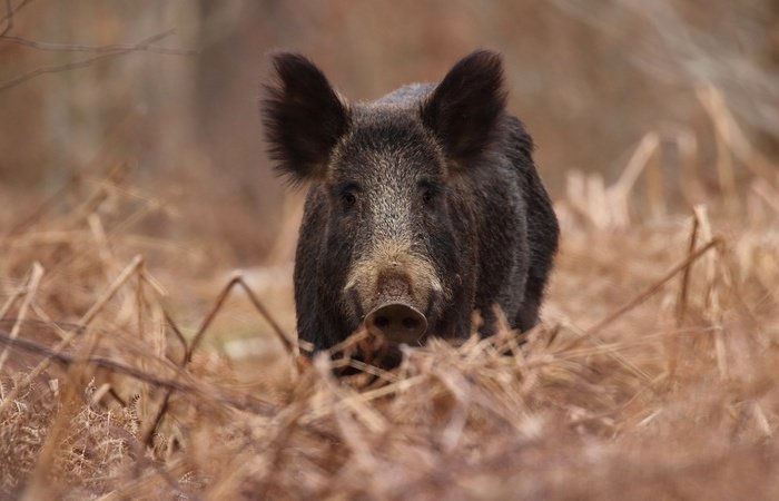 Лесной кабан