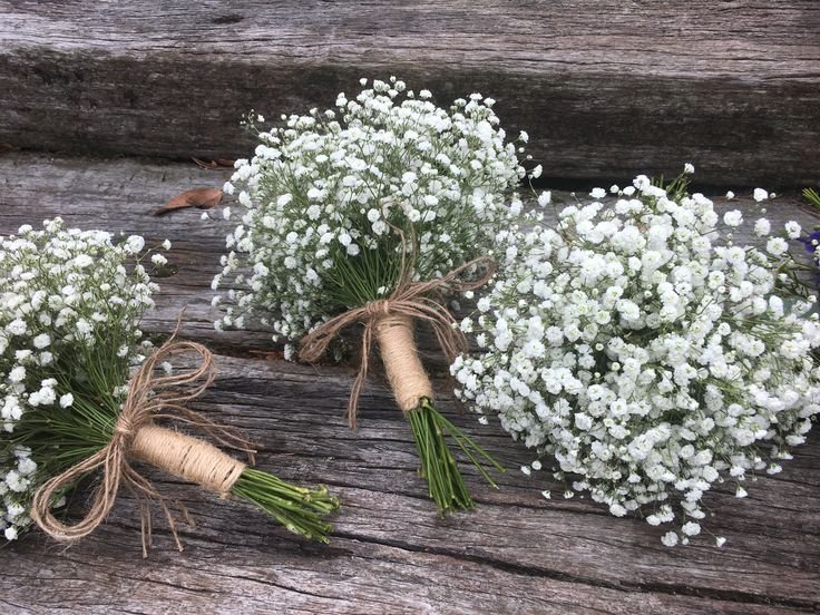 Гипсофила метельчатая веточка