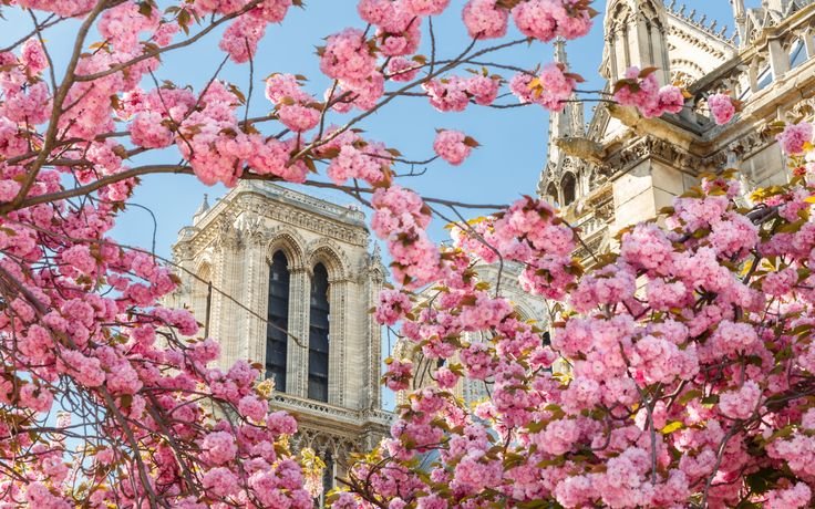 Париж в цветении Магнолия