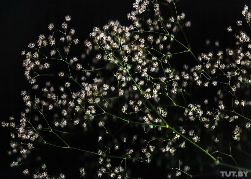 Гипсофила Галактика