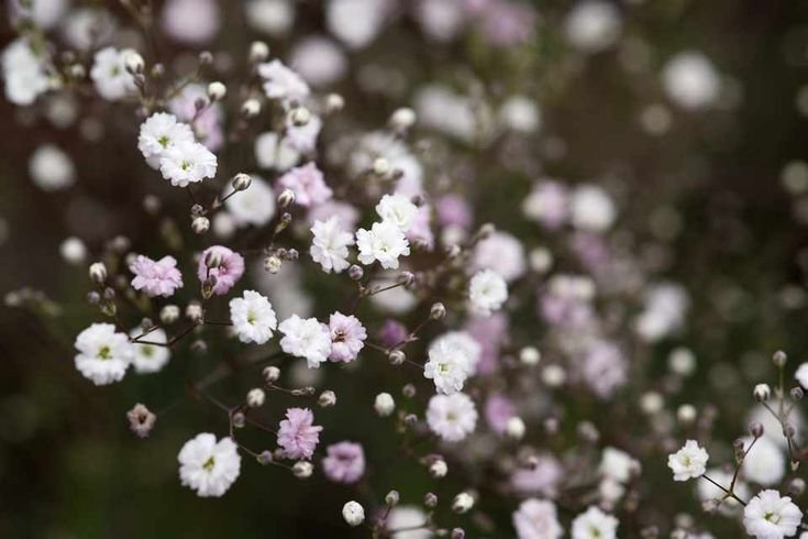 Гипсофила метельчатая / Gypsophila paniculata "Snowflake"