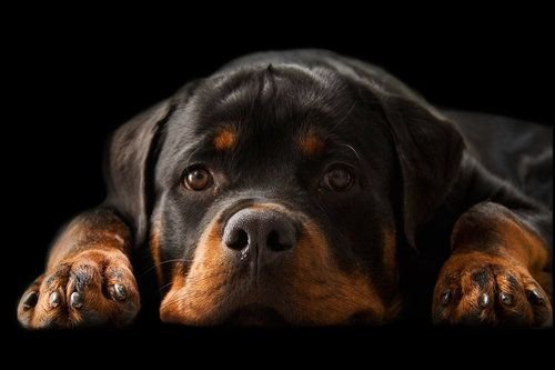 Ротвейлер фото