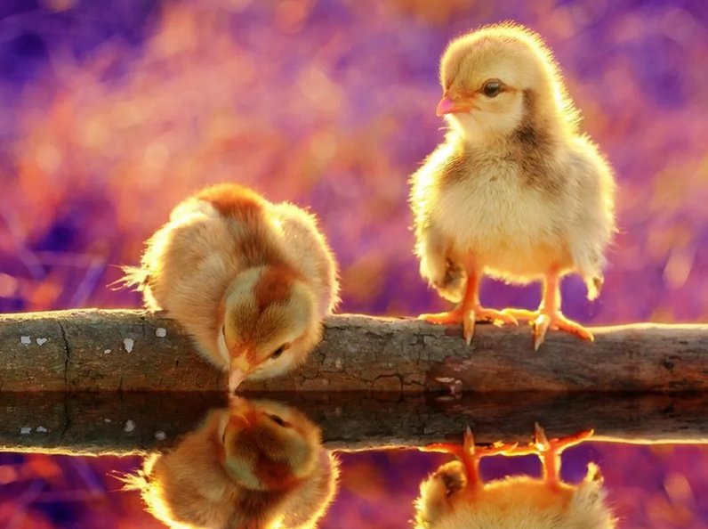 Милые птенцы