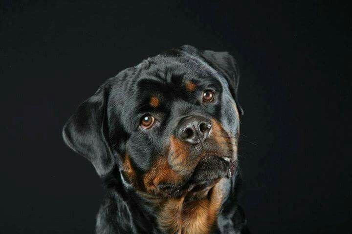 Золотистый ротвейлер