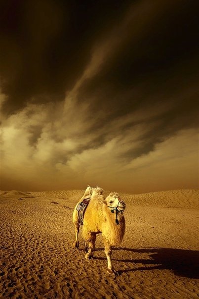 Пустынный верблюд