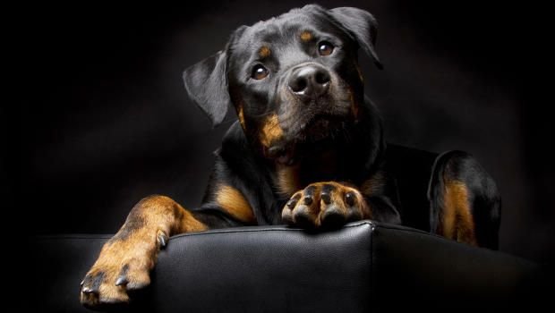 Ротвейлер на заставку