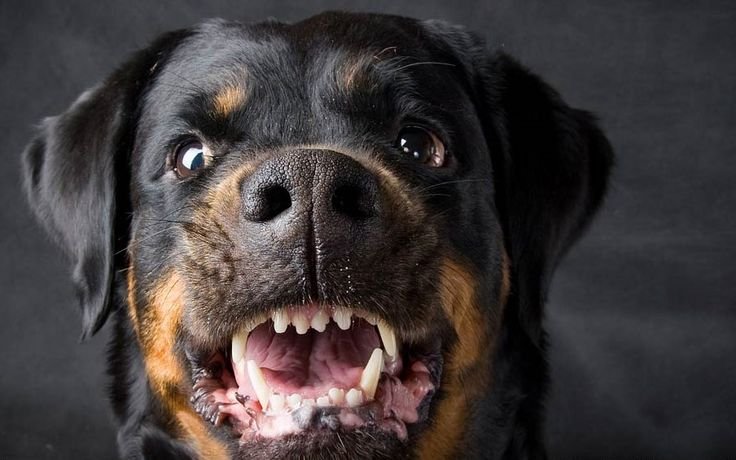 Собака ротвейлер