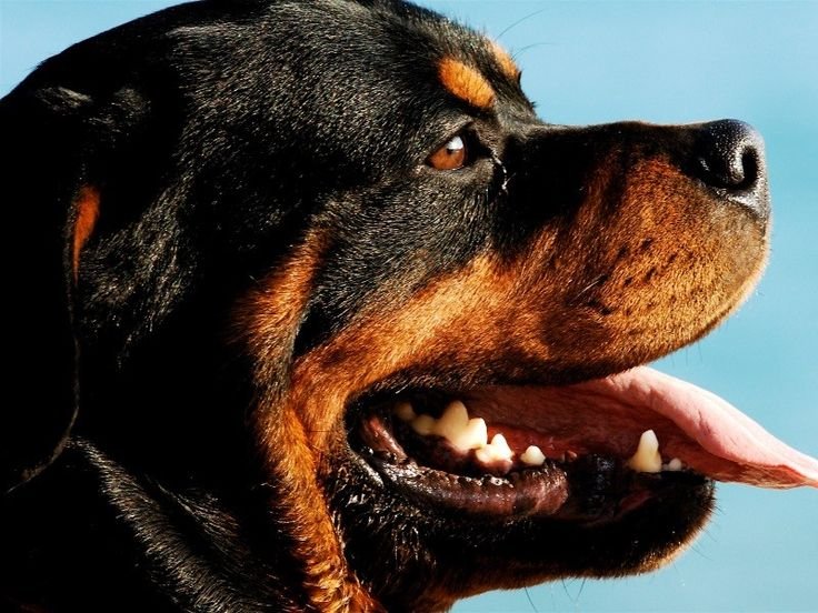 Порода ротвейлер