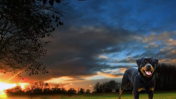 Ротвейлер обои