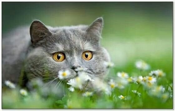 Кошка Весна