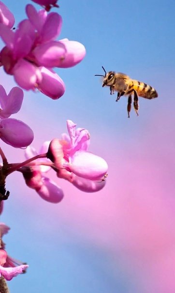 Пчёлка на цветке