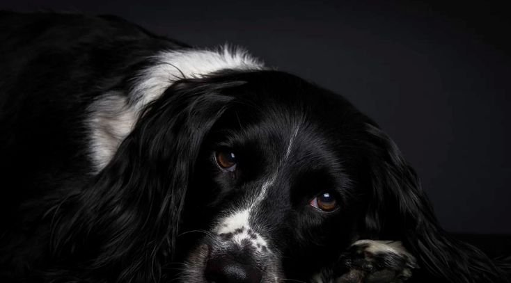 Спрингер спаниель черный