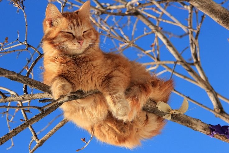 Котики Весна