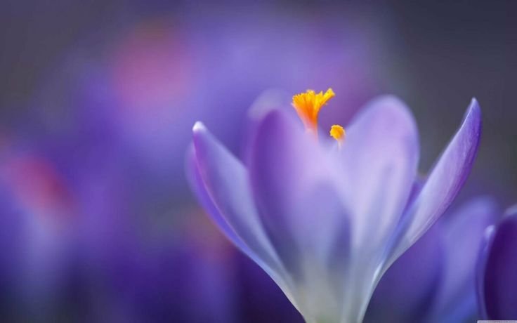 Весенние цветы