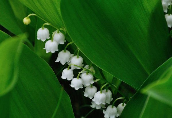 Ландыш Майский весной