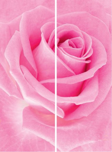 Роза нежно-розовая