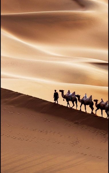 Верблюд в пустыне