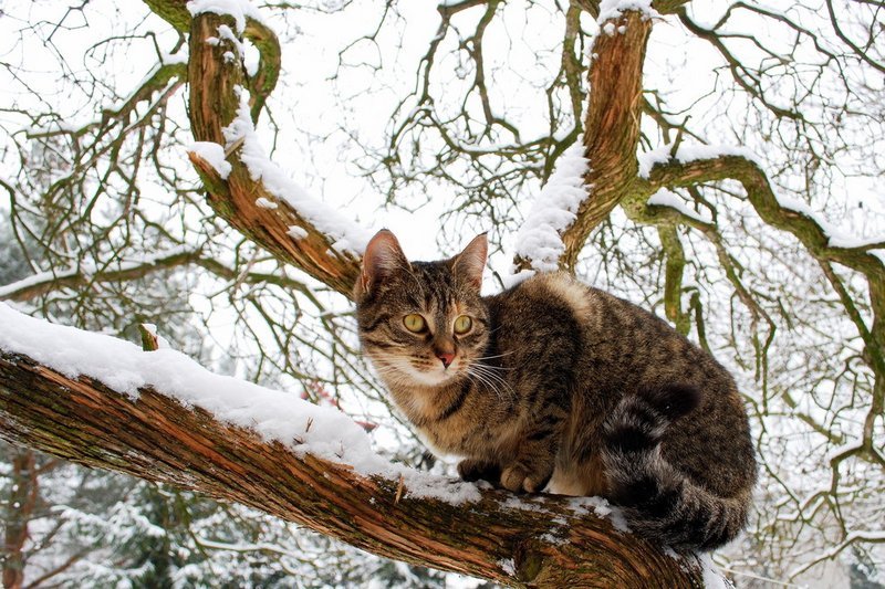 Кошка Весна