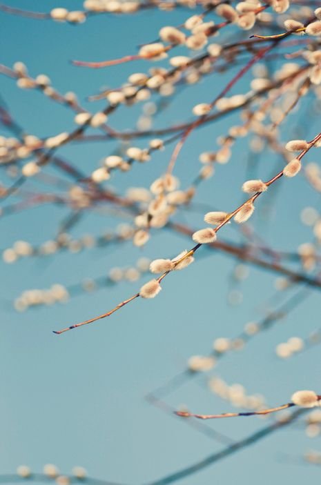 Весенняя Верба