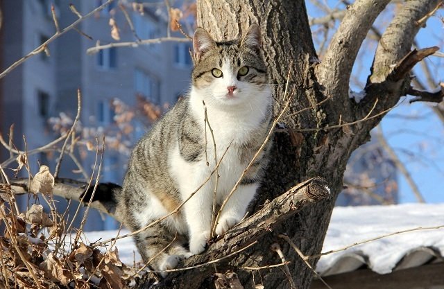 Кот ранней весной