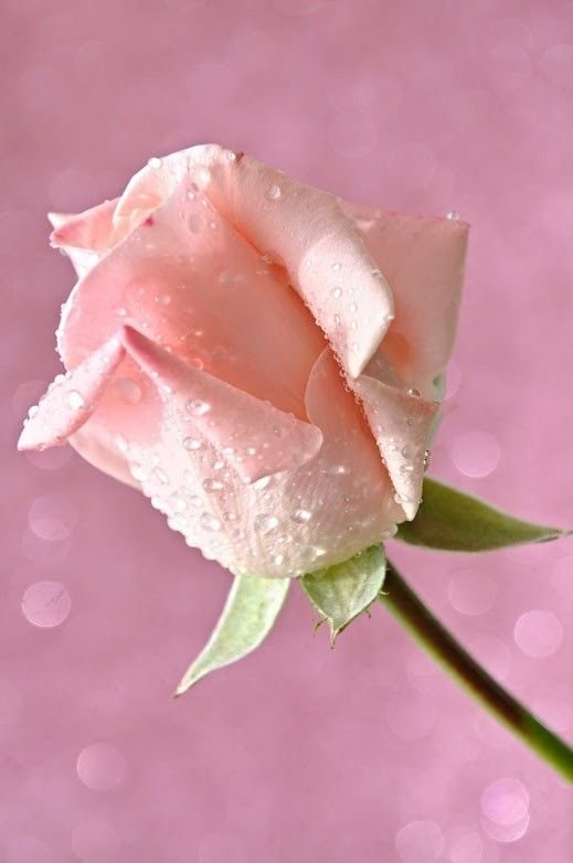 Нежные розы