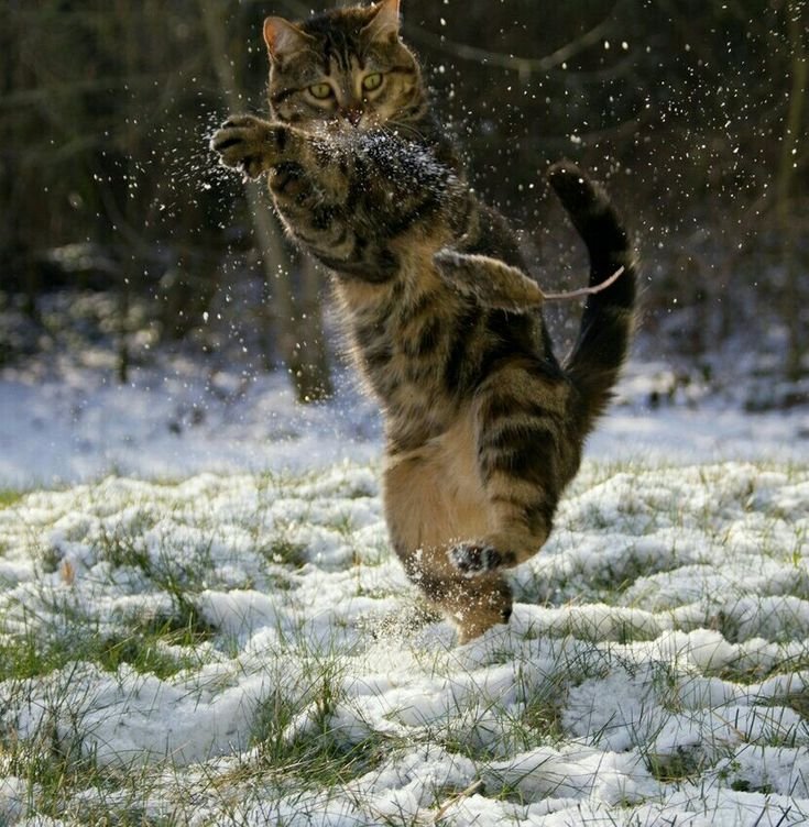 Кот в снегу