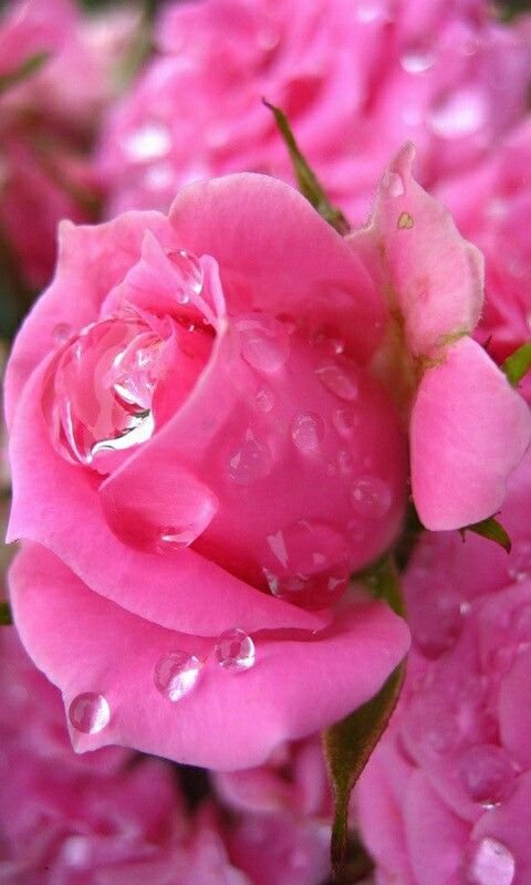 Ярко розовые цветы