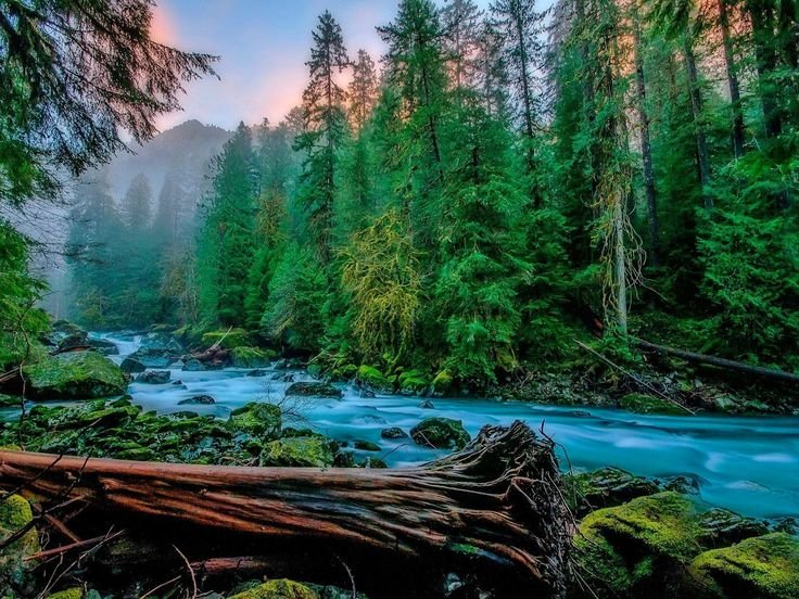 Красивый хвойный лес