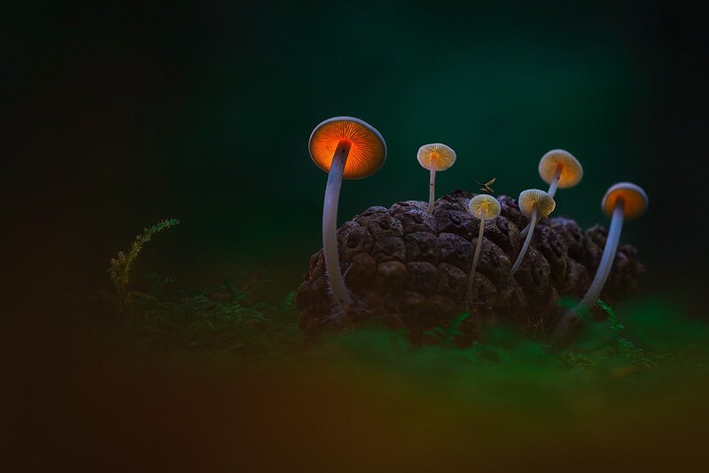 Магические грибы