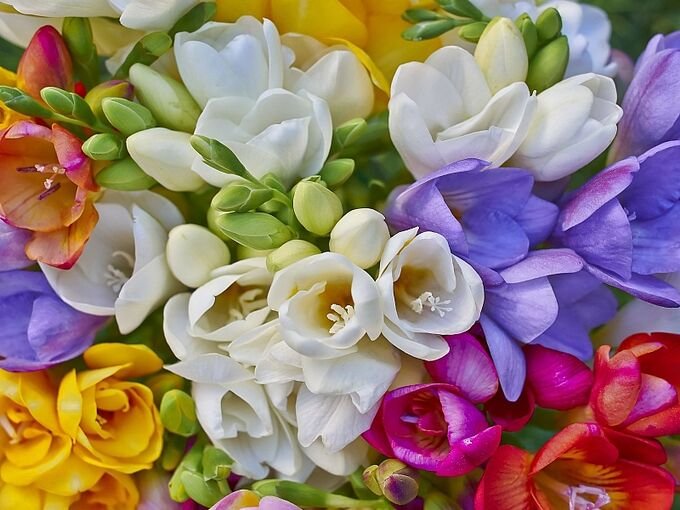 Фрезия махровая