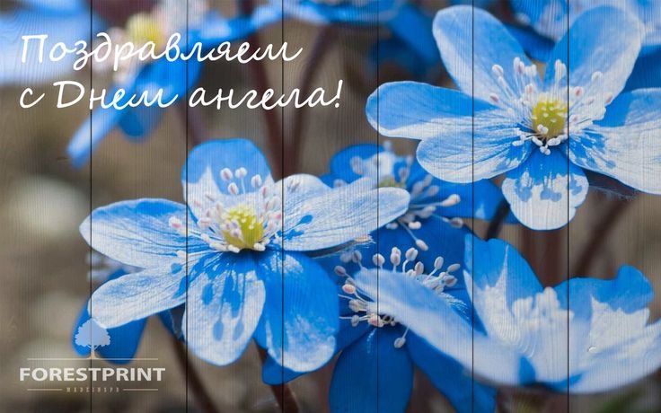 Пролеска Сибирская Крокус