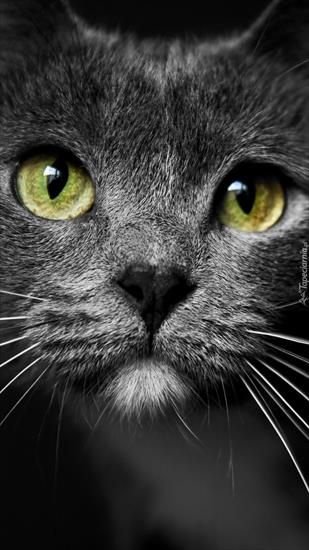 Черная кошка