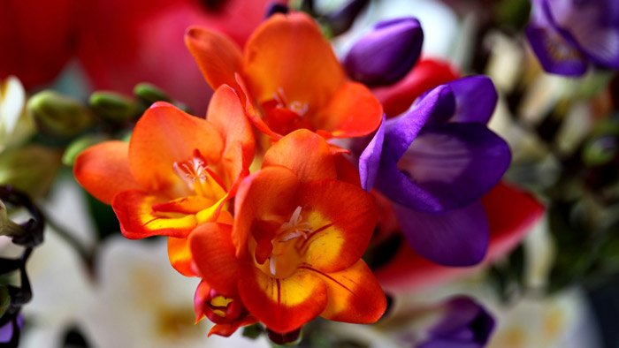 Фрезия (Freesia)