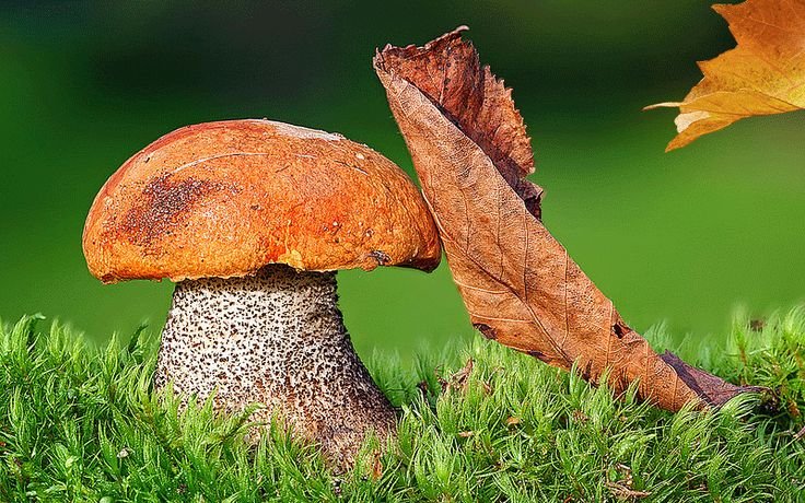 Подосиновик осенний