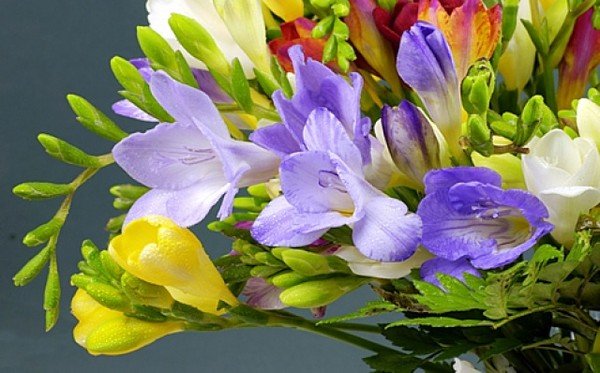 Фрезии цветы